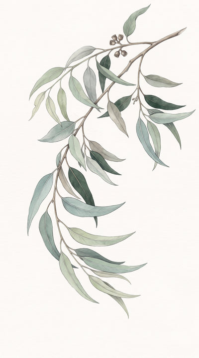 Eucalyptus